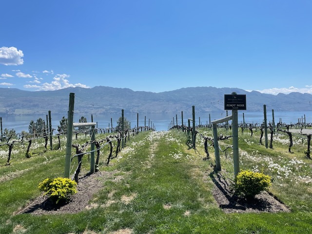 In the foreground, rows for growing grapes go down a field. In the background, there is a lake and hills and a clear blue sky.